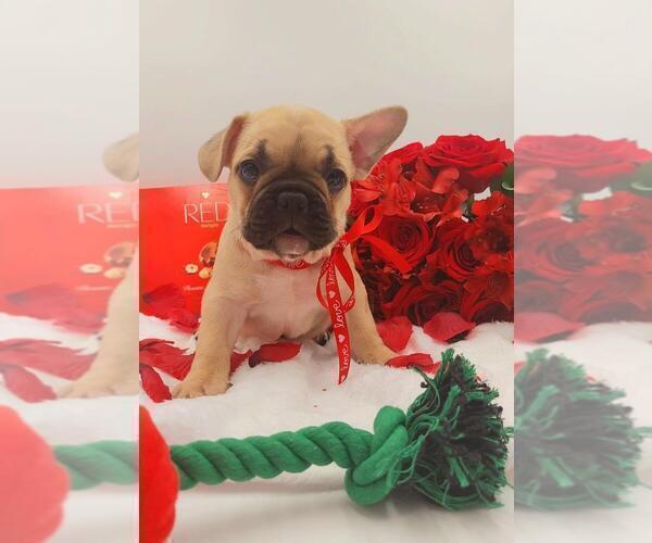 Medium Photo #23 French Bulldog Puppy For Sale in MANHATTAN, NY, USA