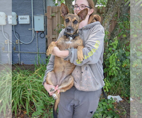 Medium Photo #4 Holland Shepherd-Unknown Mix Puppy For Sale in Huntley, IL, USA