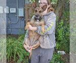 Small #3 Holland Shepherd Mix