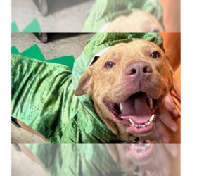 Mutt Dogs for adoption in Abbeville, LA, USA