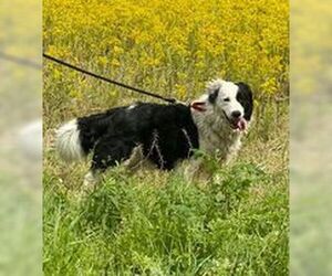 Australian Shepherd Dogs for adoption in Evansville, IN, USA