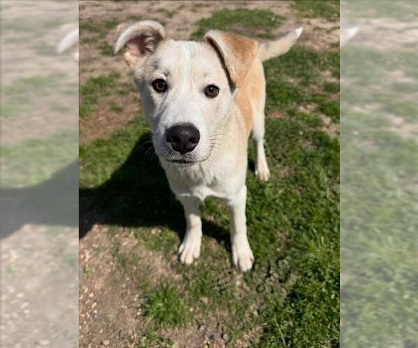 Medium Photo #2 Labsky Puppy For Sale in Conroe, TX, USA