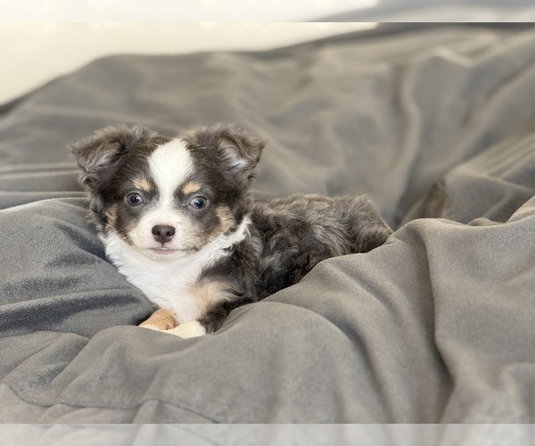 Medium Photo #4 Chihuahua Puppy For Sale in MARCUS, IA, USA