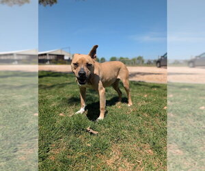 Darling - Female Whippet Dog for Adoption - Photo #4