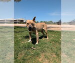 Small #3 Whippet