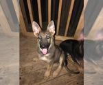 Small Photo #7 German Shepherd Dog Puppy For Sale in PINSON, AL, USA