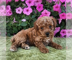 Poodle (Toy) Puppy for sale in ARTHUR, IL, USA