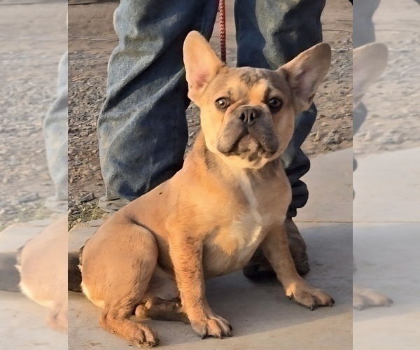 Medium Photo #4 French Bulldog Puppy For Sale in WINNSBORO, TX, USA