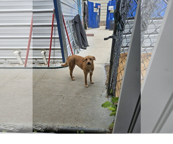 Medium Photo #2 Mutt Puppy For Sale in Tracy City, TN, USA