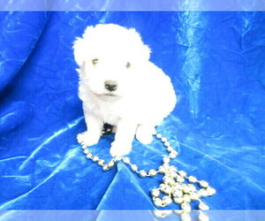 Maltipoo Puppy for sale in HARTVILLE, MO, USA