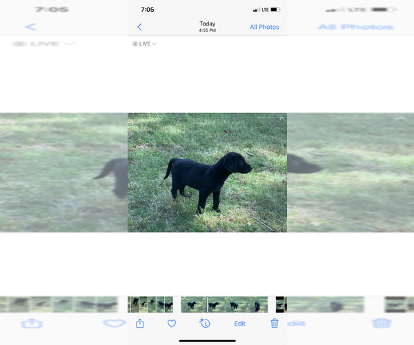 Medium Photo #2 Labrador Retriever Puppy For Sale in CLARKESVILLE, GA, USA