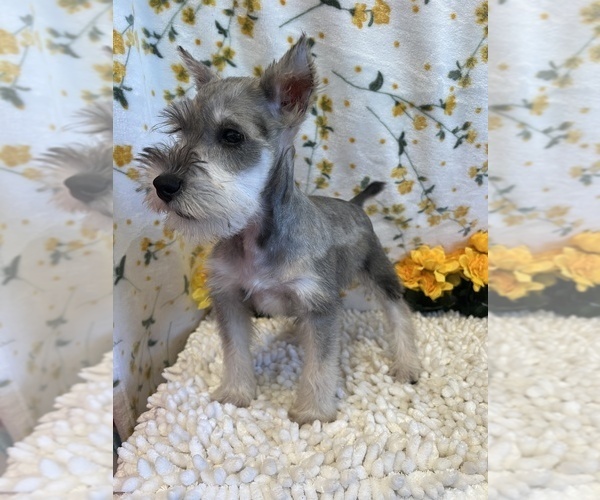 Medium Photo #4 Schnauzer (Miniature) Puppy For Sale in MARTINSVILLE, IN, USA