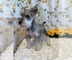 Small Photo #4 Schnauzer (Miniature) Puppy For Sale in MARTINSVILLE, IN, USA