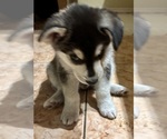 Small #2 Alaskan Klee Kai-Shiba Inu Mix