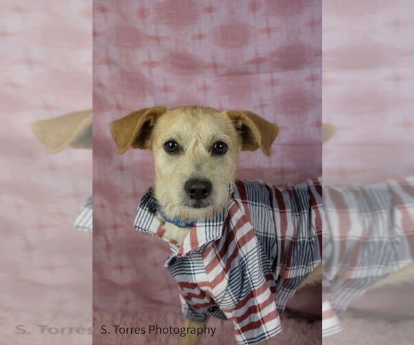 Medium Photo #6 Mutt Puppy For Sale in Visalia, CA, USA
