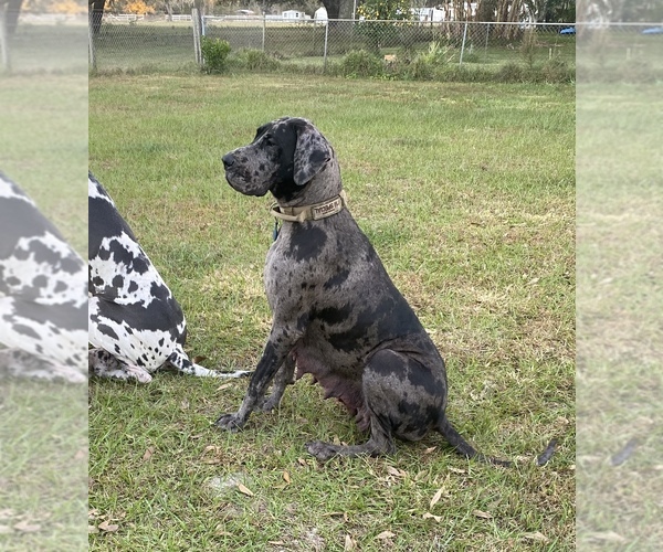 Medium Photo #1 Great Dane Puppy For Sale in ZEPHYRHILLS, FL, USA