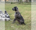 Small Photo #1 Great Dane Puppy For Sale in ZEPHYRHILLS, FL, USA