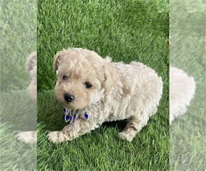 Poodle (Toy) Puppy for sale in NAPLES, FL, USA