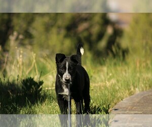 Border Collie Puppy for sale in PARKER, CO, USA