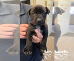 Small #2 American Pit Bull Terrier-German Shepherd Dog Mix