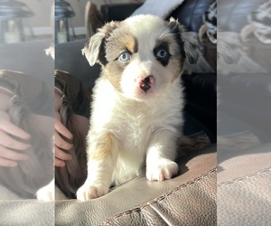 Miniature Australian Shepherd Puppy for sale in AUXVASSE, MO, USA