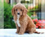 Small #3 Cavapoo (Miniature)