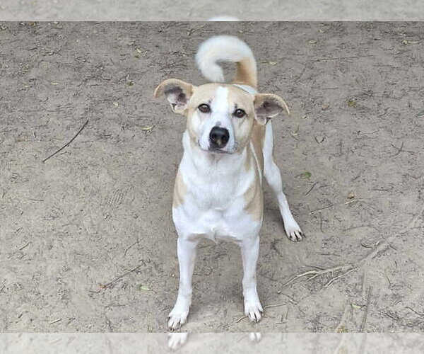 Medium Photo #2 Feist Terrier-Unknown Mix Puppy For Sale in Anniston, AL, USA