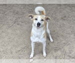 Small Photo #2 Feist Terrier-Unknown Mix Puppy For Sale in Anniston, AL, USA