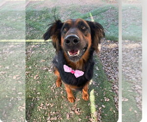 Daisy Ann - Adopt Me! - Female German Shepherd Dog-Unknown Mix Dog for Adoption - Photo #8