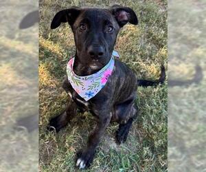 German Shepherd Dog-Unknown Mix Dogs for adoption in Tulsa, OK, USA