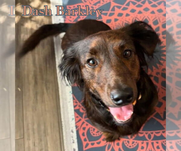 Medium Photo #14 Dachshund Puppy For Sale in San Antonio, TX, USA
