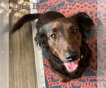Small #13 Dachshund