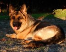 Small Photo #9 German Shepherd Dog Puppy For Sale in FOREST GROVE, OR, USA