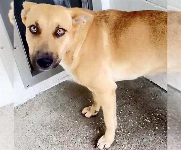 Medium Photo #1 German Shepherd Dog-Unknown Mix Puppy For Sale in Houston, TX, USA