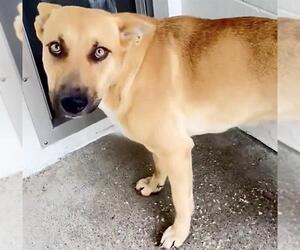 German Shepherd Dog-Unknown Mix Dogs for adoption in Houston, TX, USA