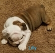 Small Photo #4 Bulldog Puppy For Sale in STATESVILLE, NC, USA