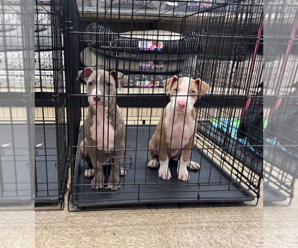 Medium Photo #5 American Pit Bull Terrier Puppy For Sale in Claremore, OK, USA