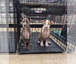 Small #4 American Pit Bull Terrier