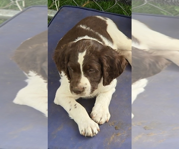 Medium Photo #2 Brittany Puppy For Sale in MOHAWK, NY, USA