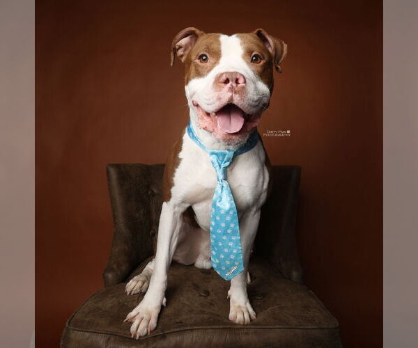 Medium Photo #8 Mutt Puppy For Sale in Alexandria, VA, USA