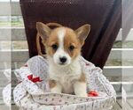 Small Pembroke Welsh Corgi