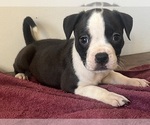 Puppy Panda American Pit Bull Terrier