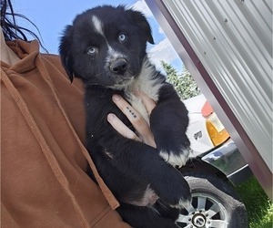 Miniature Australian Shepherd Puppy for Sale in MILTON, Wisconsin USA