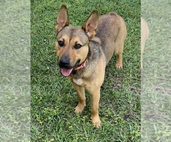 Medium Photo #1 German Shepherd Dog-Unknown Mix Puppy For Sale in Boston, MA, USA