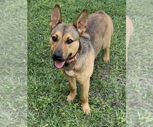 German Shepherd Dog-Unknown Mix Dogs for adoption in Boston, MA, USA