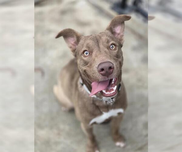 Medium Photo #1 Siberian Husky-Unknown Mix Puppy For Sale in Temple, TX, USA