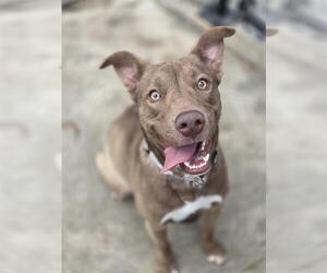 Siberian Husky-Unknown Mix Dogs for adoption in Temple, TX, USA