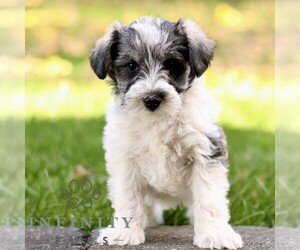 Schnauzer (Miniature) Puppy for sale in RONKS, PA, USA