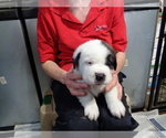 Small Photo #2 Saint Bernard Puppy For Sale in IMPERIAL, MO, USA