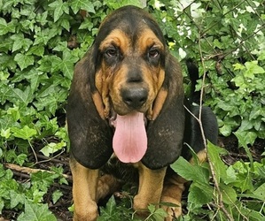 Bloodhound Puppy for sale in TOCCOA, GA, USA